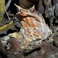 I don't know why this horned frog looks so grumpy - perhaps I had just woken it up.