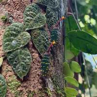 Lantern Bugs, chilling on a tree outside one of the caves we visited.