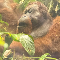 Everyone comes to Borneo for the orangutans but not everyone is lucky enough to get such a great view of them in the wild. This picture was taken through a monoscope, which is why it is a bit fuzzy. The rain forests are filled with amazing sights but actually taking photos in the misty conditions is challenging.