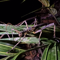 See what I mean? It is hard to imagine a stickier insect.