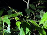 Borneo has the best stick insects.