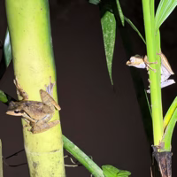 More frogs.