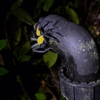 I am usually OK with spiders and none of the others really scared me. This one was terrifying though - nothing good is that color and right from the start it assumed quite a threatening posture. This was as close as I dared go.