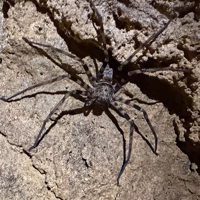 Another cave spider. These guys don't seem to mind the light and are easy to photograph.