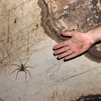 We visited a few caves in Borneo and these cave spiders were everywhere. This is not close to the biggest specimen we saw but they are harmless enough.