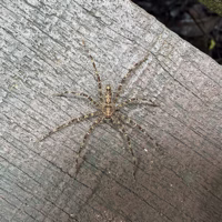 This hairy fellow was pretending to be a piece of wooden railing. There was no shortage of food for them - ants, termites, and all sorts of crawling insects abound.