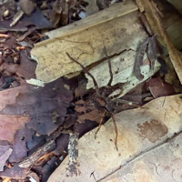 We saw relatively few spiders outside during the day - they tend to stay quite well hidden.