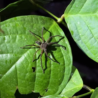 It is hard to tell from the photo but these are very large leaves and that is a large spider.