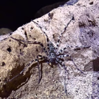 A closer view of a cave spider. These ones feast on the large cave crickets that populate the caverns.