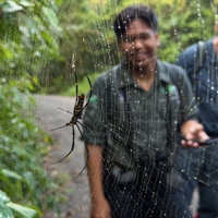 Most of the spiders pictured here are hunting spiders but there are some spider webs in the forest. Here is a rare shot of a spider in daylight with one of our guides.